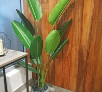 Before n After Shots..... Feature Trees in planters