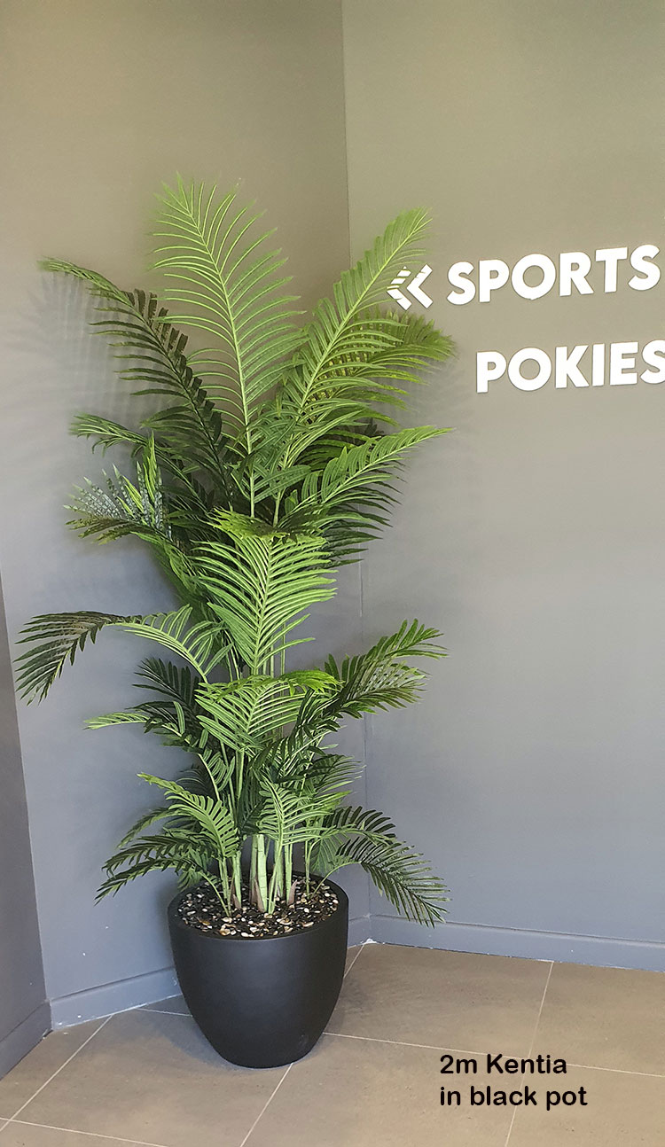 Kentia Palms 1.7m