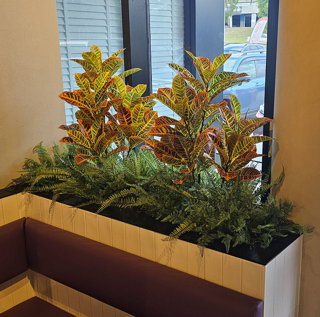 Croton 90cm