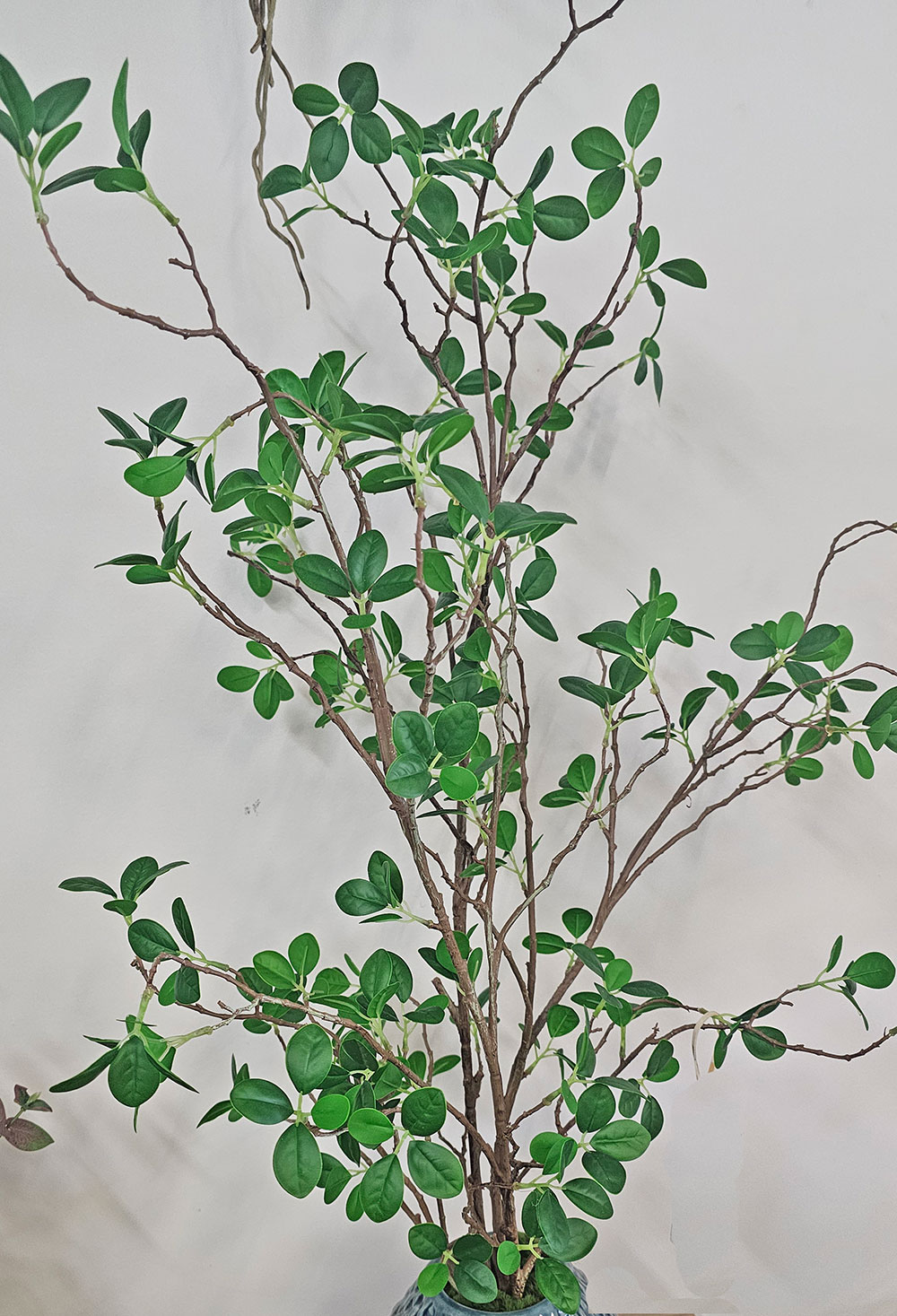 Leaf Sprays- Lilly Pilly