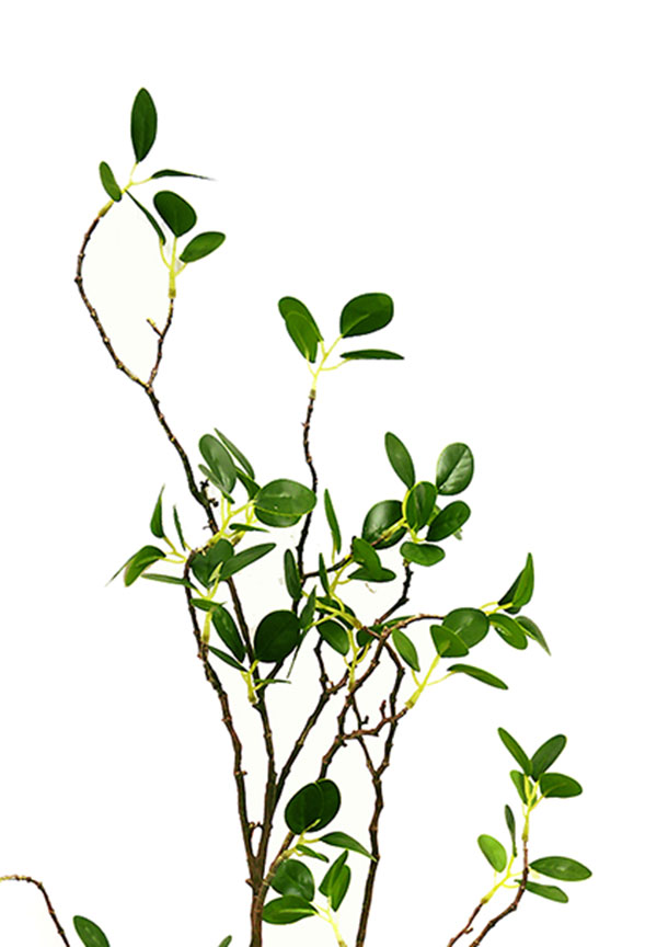 Leaf Sprays- Lilly Pilly