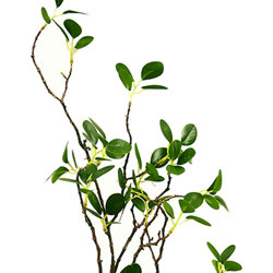 Leaf Sprays- Lilly Pilly - artificial plants, flowers & trees - image 1