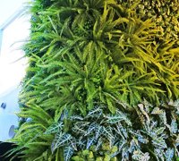 Artificial Green Wall flows seamlessly from outdoors into club foyer