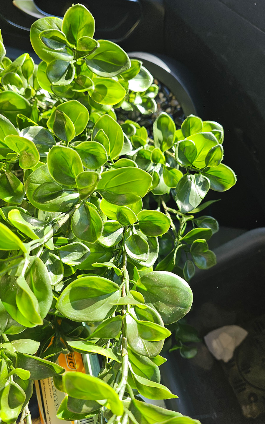 UV-Bush Lucky Jade 80cm