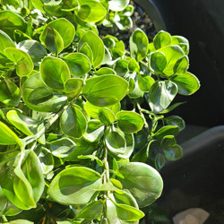 UV-Bush Lucky Jade 80cm - artificial plants, flowers & trees - image 1