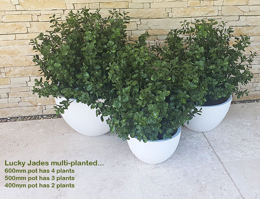 UV-Bush Lucky Jade 80cm