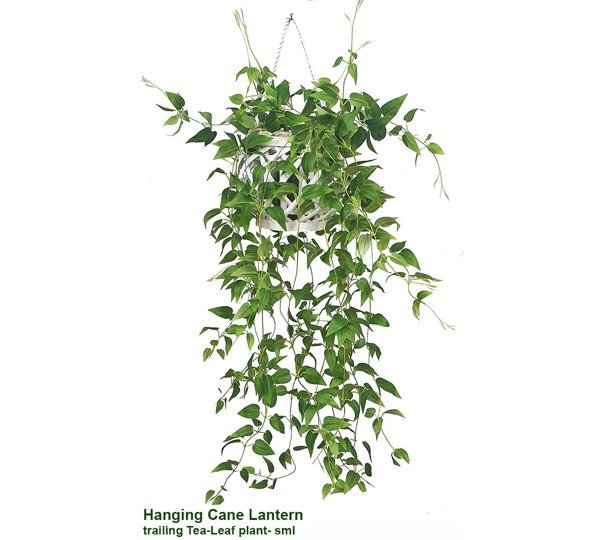 Hanging Cane Lantern- trailing Tea-Leaf- sml