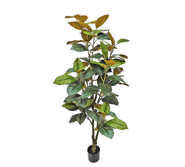 Magnolia  'little gem' 1.6m deluxe