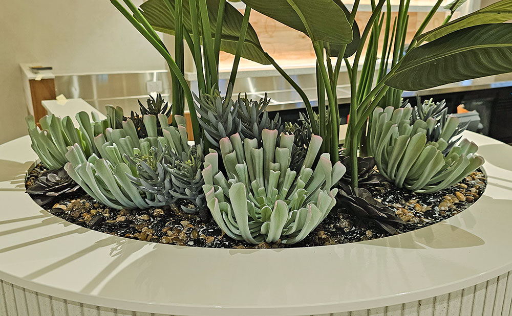 Succulent- Blue-Grey Seneco