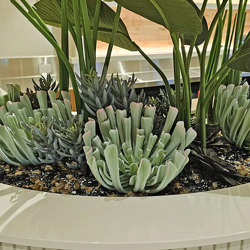 Succulent- Blue-Grey Seneco - artificial plants, flowers & trees - image 3