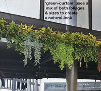 Breezy 'green-curtain' for popular Cafe...