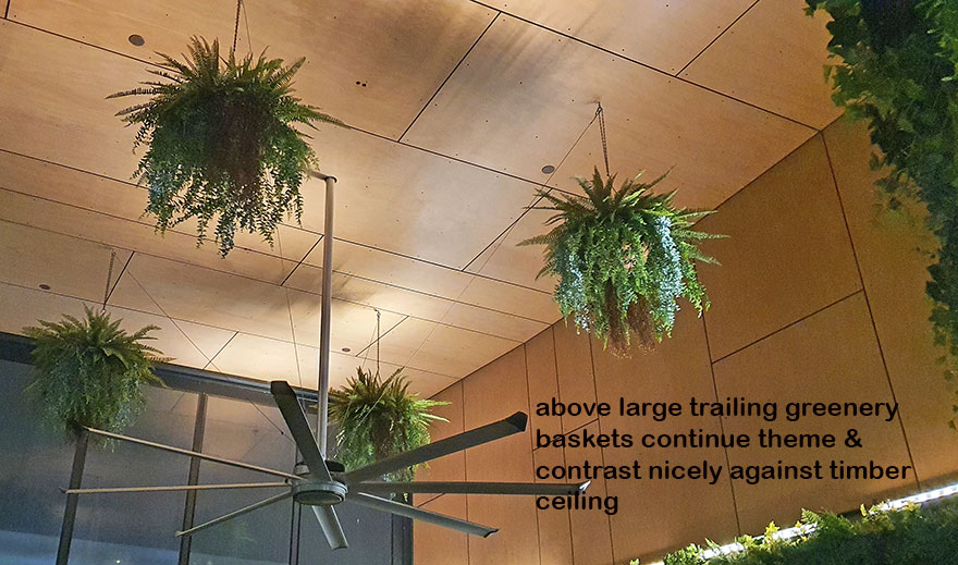 Breezy 'green-curtain' for popular Cafe...