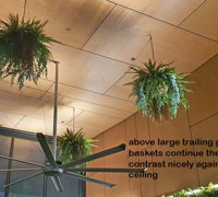 Breezy 'green-curtain' for popular Cafe...