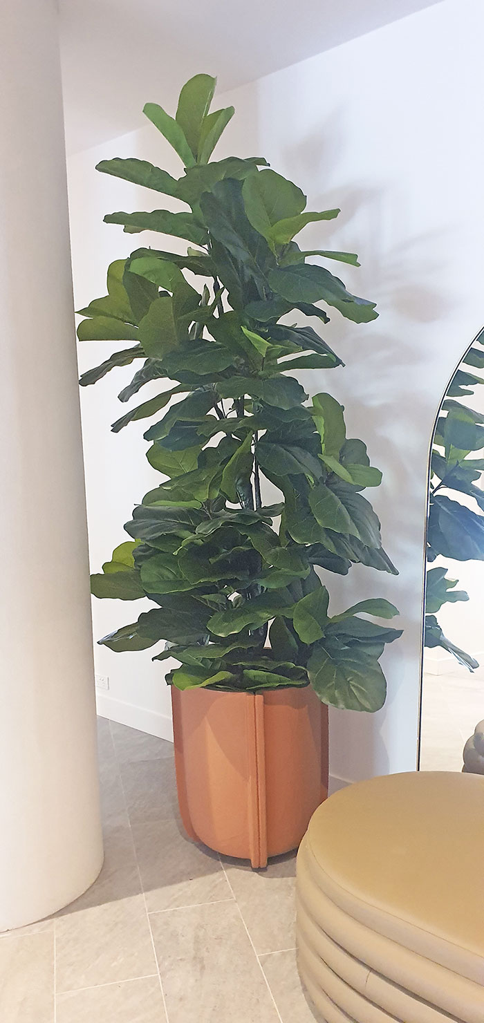 Fiddle-Leaf Ficus 'giant-leaf' 1.6m