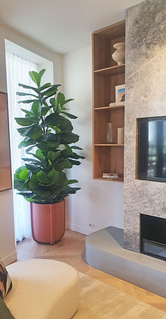 Fiddle-Leaf Ficus 'giant-leaf' 1.6m
