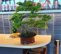 Greenery enhances Restaurant theme...
