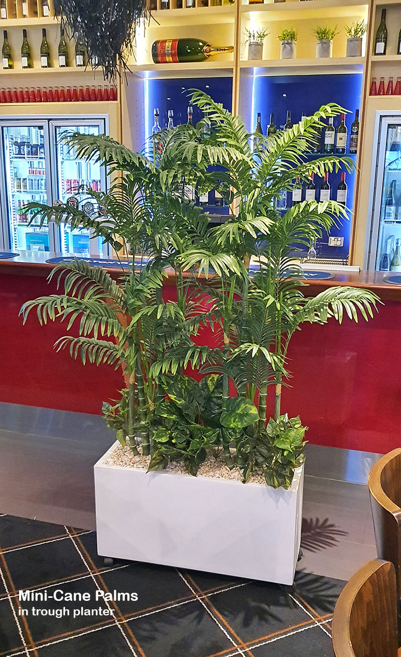 Mini-Cane Palm 1.5m