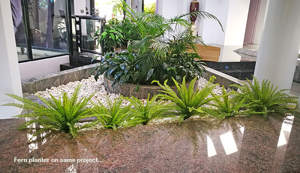 UV treated Palms for planter by sunny window