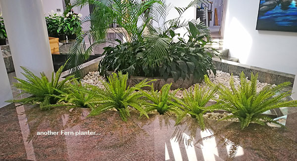 UV treated Palms for planter by sunny window