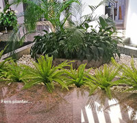 UV treated Palms for planter by sunny window