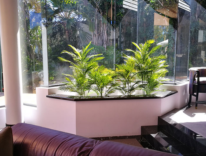 UV treated Palms for planter by sunny window