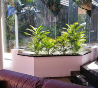 UV treated Palms for planter by sunny window