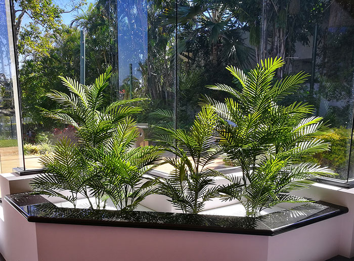 UV treated Palms for planter by sunny window
