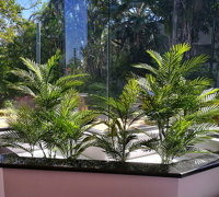 UV treated Palms for planter by sunny window