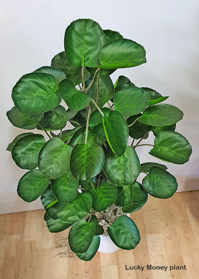 Money Plant 1m