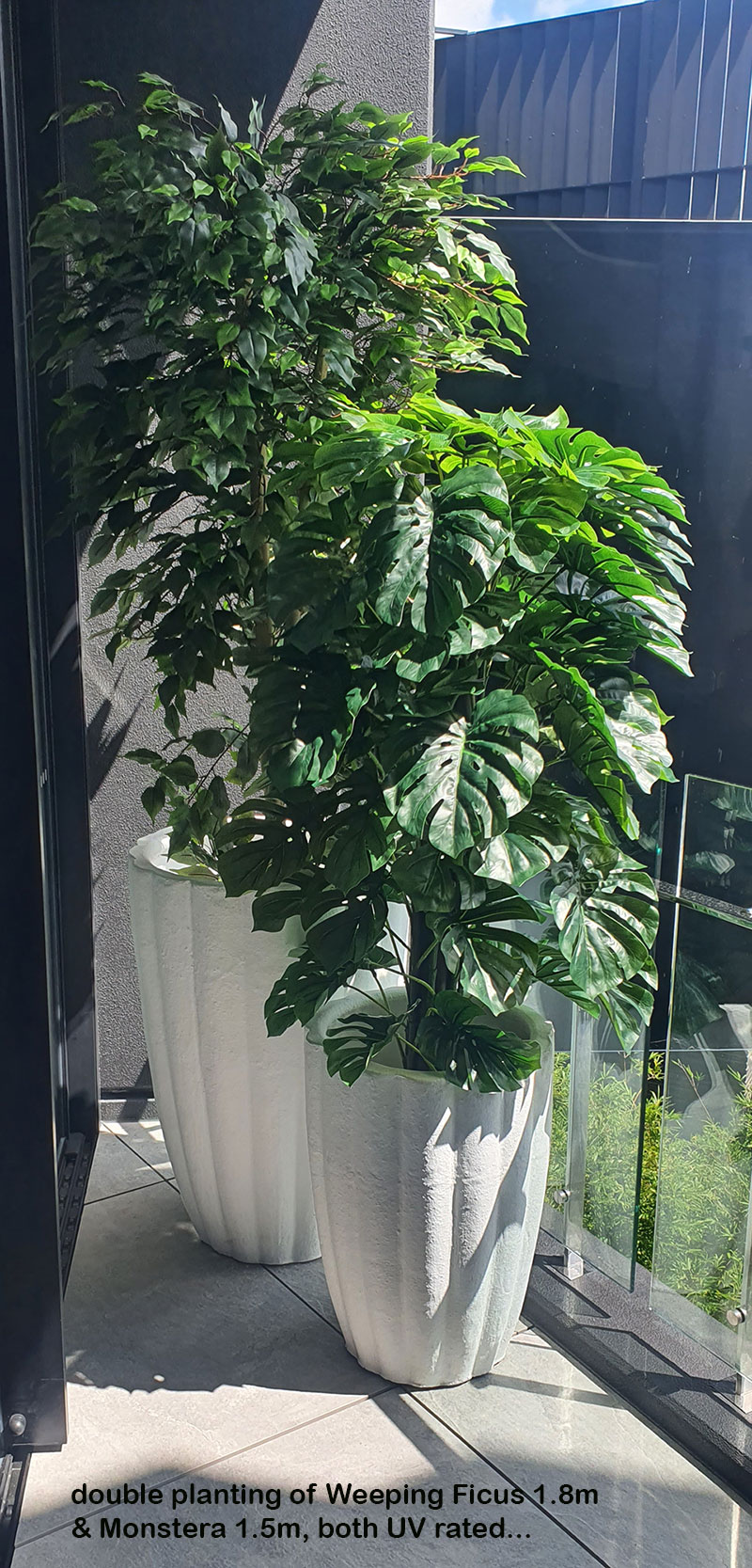 Weeping Ficus 2.1m UV-rated