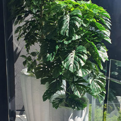 Weeping Ficus 2.1m UV-rated - artificial plants, flowers & trees - image 6