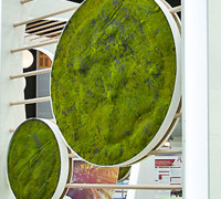 Moss Circles for Display Module