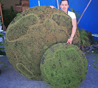 Moss Circles for Display Module