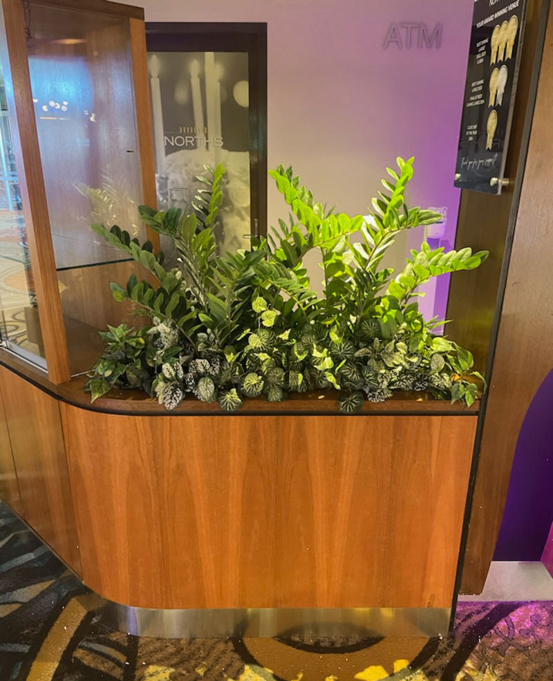 Zanzibar Gem Plant 75cm