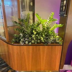 Zanzibar Gem Plant 75cm - artificial plants, flowers & trees - image 4