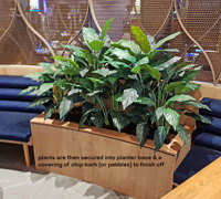 Lush Greenery for Club Planters...