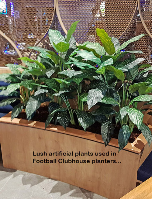 Lush Greenery for Club Planters...