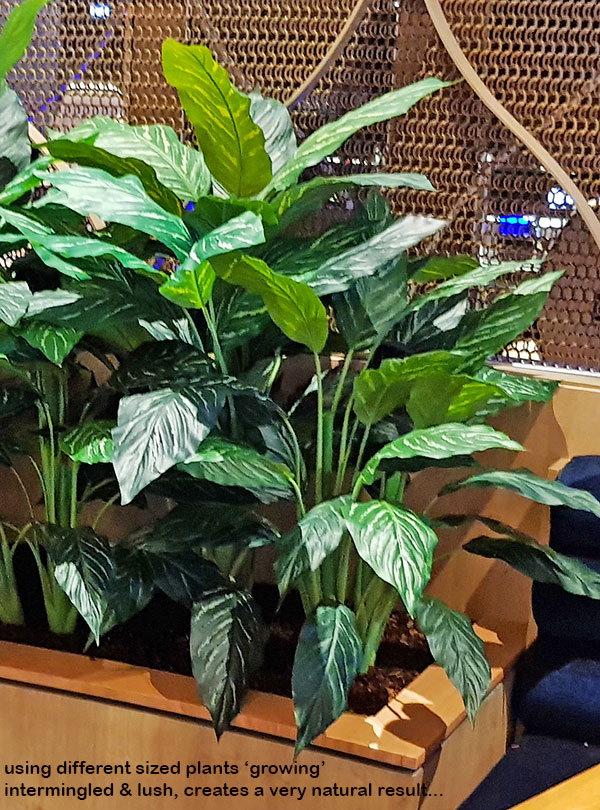 Lush Greenery for Club Planters...