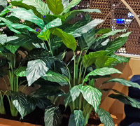 Lush Greenery for Club Planters...