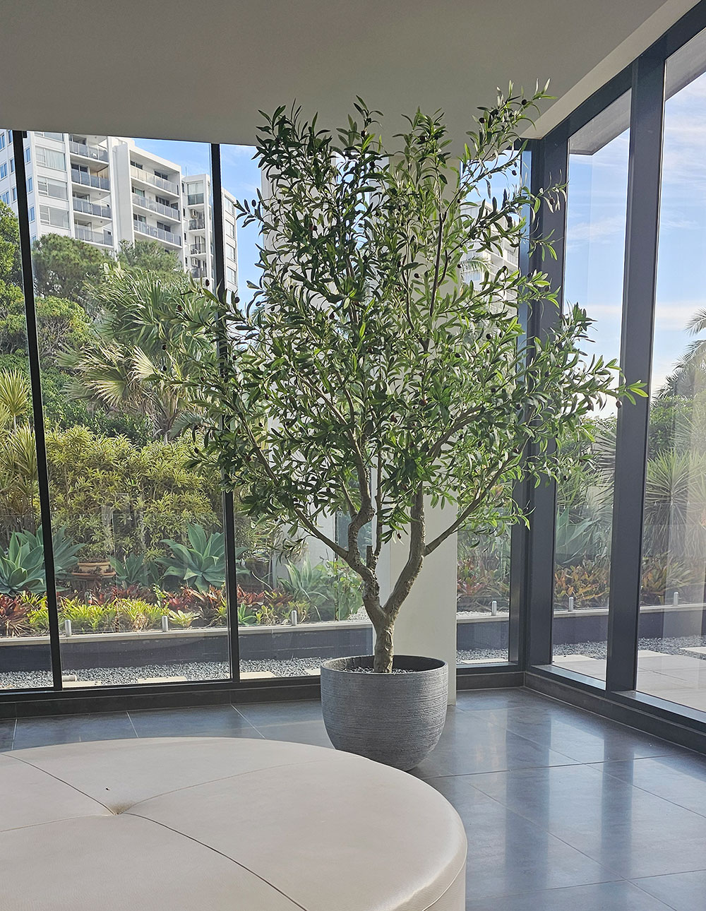Giant Olive Tree- 2.7m tall