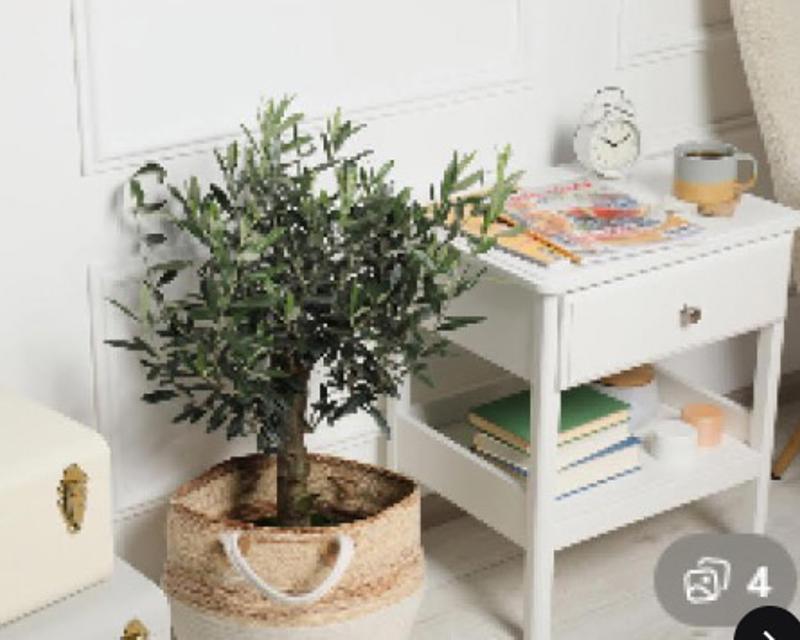 Image for Artificial Olive Tree Australia – Premium Realistic Indoor Trees (1 Image)