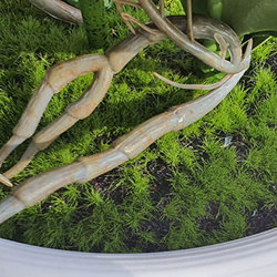 Artificial Butterfly Orchid Bowls- green - artificial plants, flowers & trees - image 6