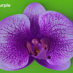 Artificial Butterfly Orchid Bowls- green - artificial plants, flowers & trees - image 5
