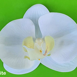 Artificial Butterfly Orchid Bowls- green - artificial plants, flowers & trees - image 3