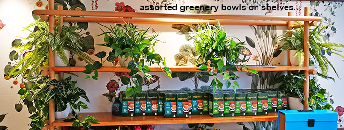 Window-Box planters in Restaurant