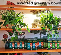 Window-Box planters in Restaurant