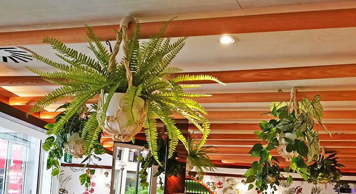 Window-Box planters in Restaurant