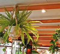 Window-Box planters in Restaurant