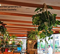 Window-Box planters in Restaurant