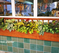 Window-Box planters in Restaurant